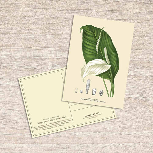 Lumikasa Art Postcard Bunga Peace Lily - Peace Lily