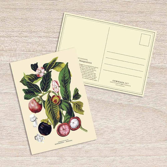 Lumikasa Art Postcard Javanese Fruits - Manggis / Mangosteen