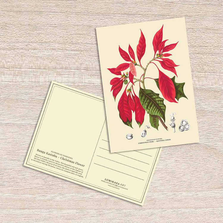Lumikasa Art Postcard Bunga Kastuba - Christmas Flower
