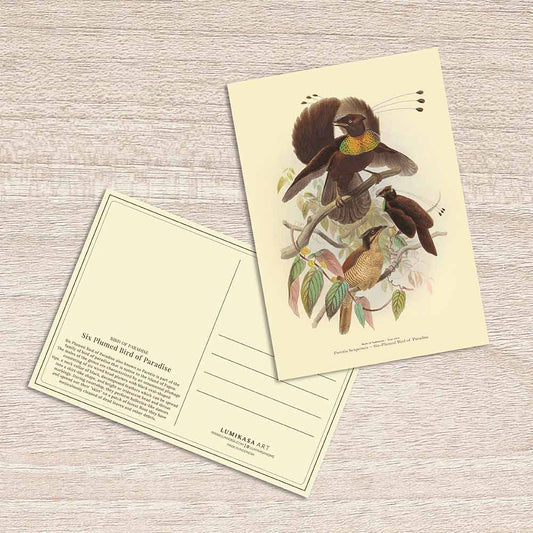 Lumikasa Art Postcard Six Plumed Bird of Paradise