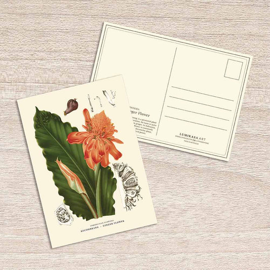 Lumikasa Art Postcard Kecombrang - Ginger Flower