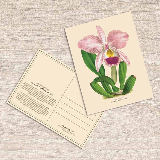Lumikasa Art Postcard Gaskells Cattleya Orchid