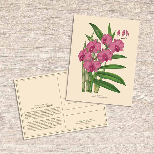 Lumikasa Art Postcard Mauve Butterfly Orchid