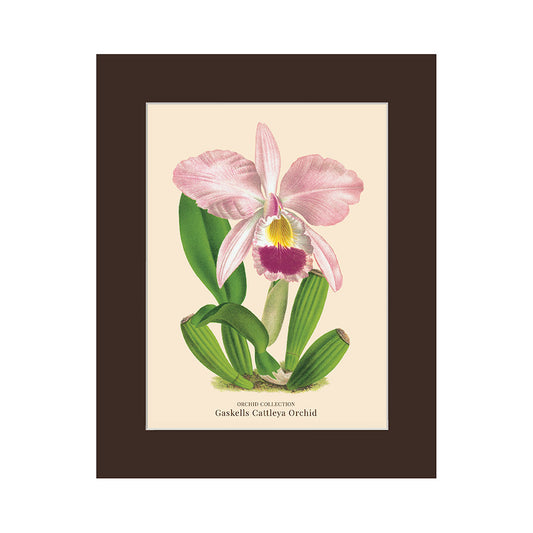 Lumikasa Art PP3 Gaskells Cattleya Orchid