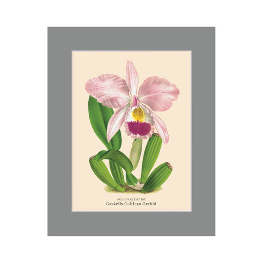 Lumikasa Art PP3 Gaskells Cattleya Orchid