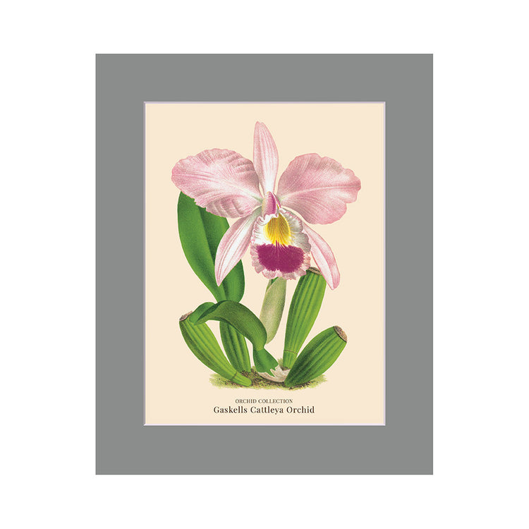 Lumikasa Art PP3 Gaskells Cattleya Orchid