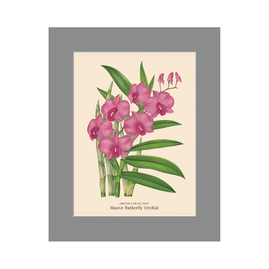 Lumikasa Art PP3 Mauve Butterfly Orchid