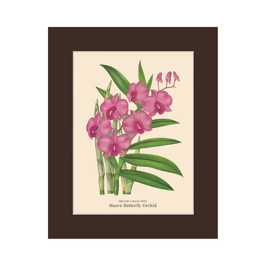 Lumikasa Art PP3 Mauve Butterfly Orchid