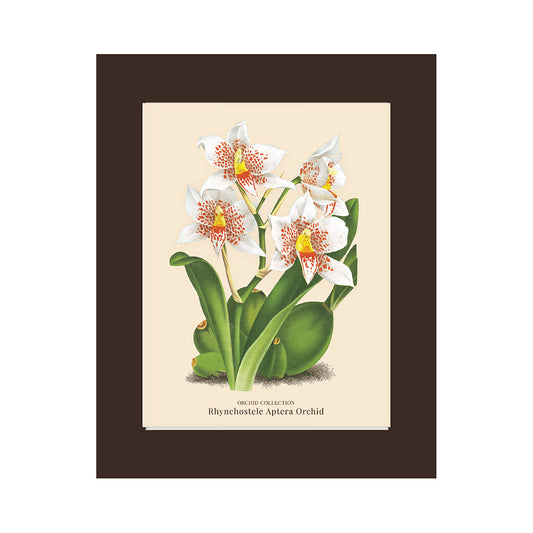 Lumikasa Art PP3 Rhynchostele Aptera Orchid