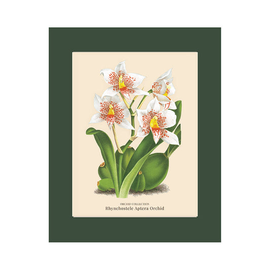 Lumikasa Art PP3 Rhynchostele Aptera Orchid