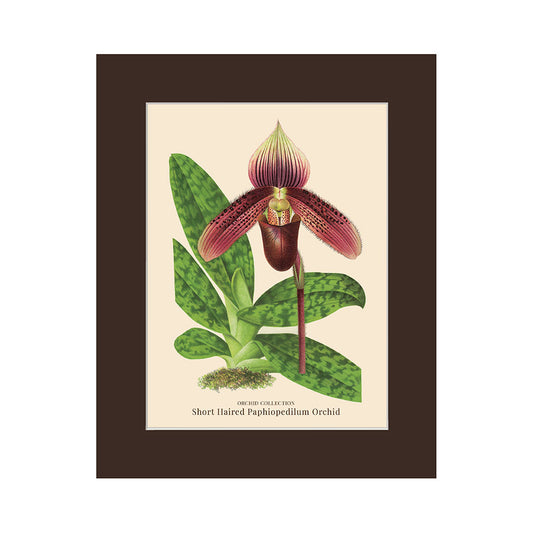 Lumikasa Art PP3 Short Haired Paphiopedilum Orchid