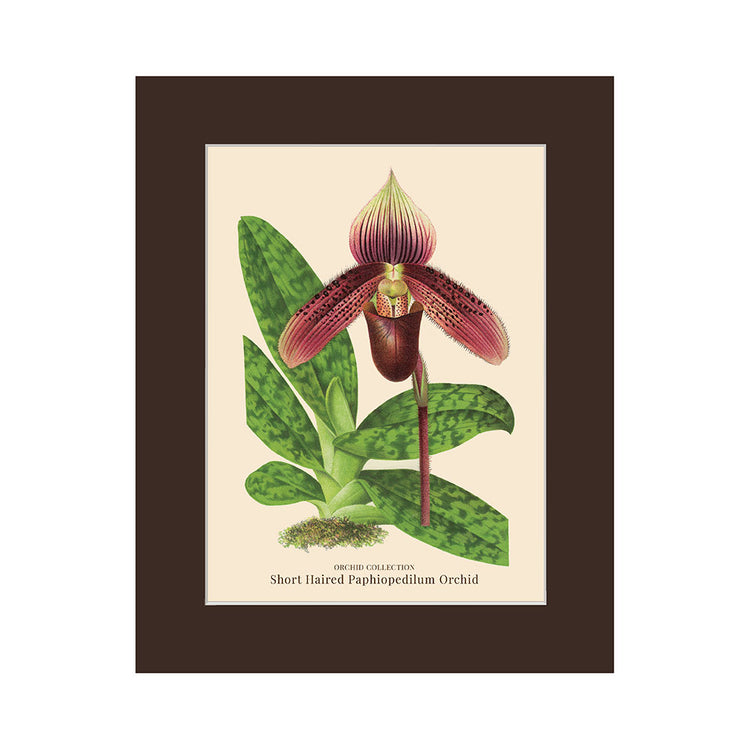 Lumikasa Art PP3 Short Haired Paphiopedilum Orchid