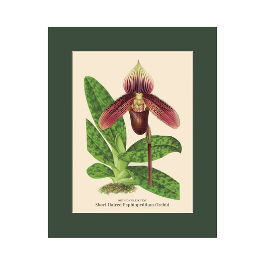Lumikasa Art PP3 Short Haired Paphiopedilum Orchid
