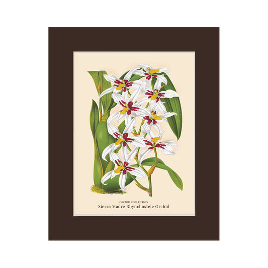 Lumikasa Art PP3 Sierra Madre Rhynchostele Orchid