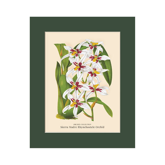 Lumikasa Art PP3 Sierra Madre Rhynchostele Orchid