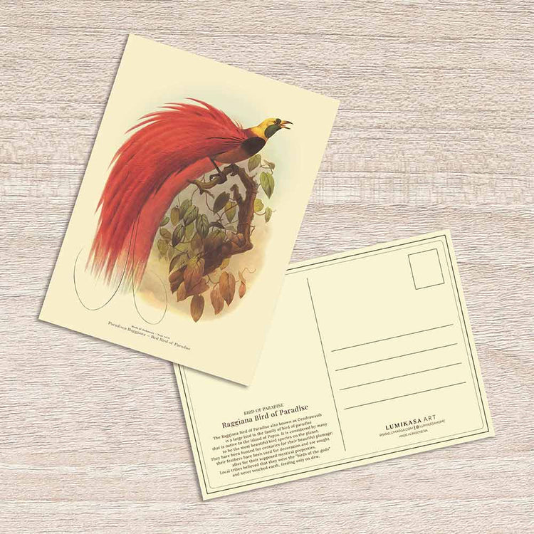 Lumikasa Art Postcard Raggiana Bird of Paradise