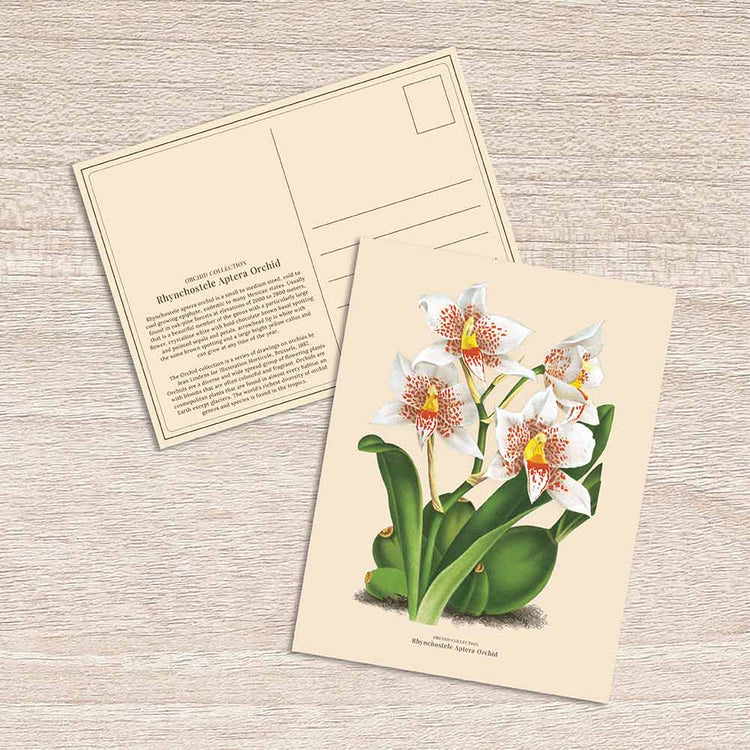 Lumikasa Art Postcard Rhynchostele Aptera Orchid