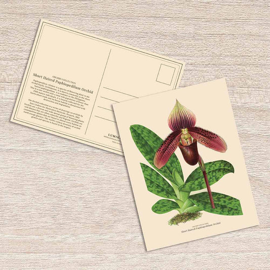 Lumikasa Art Postcard Short Haired Paphiopedilum Orchid