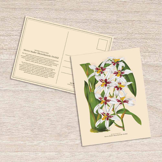 Lumikasa Art Postcard Sierra Madre Rhynchostele Orchid