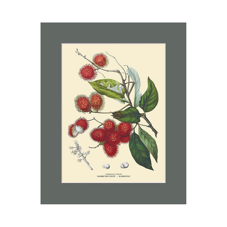Lumikasa Art Rambutan - Rambutan Fruits Cardboard Frame Medium