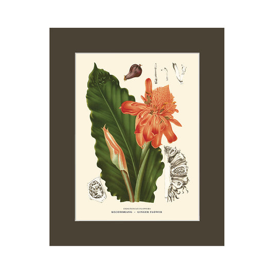 Lumikasa Art PP3 Kecombrang - Ginger Flower