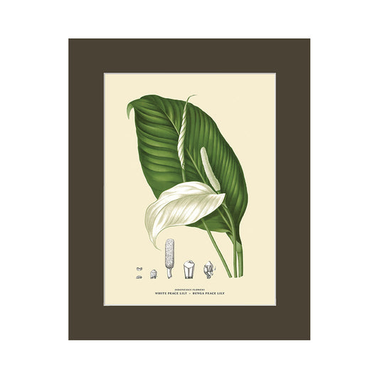 Lumikasa Art PP3 Bunga Peace Lily - Peace Lily