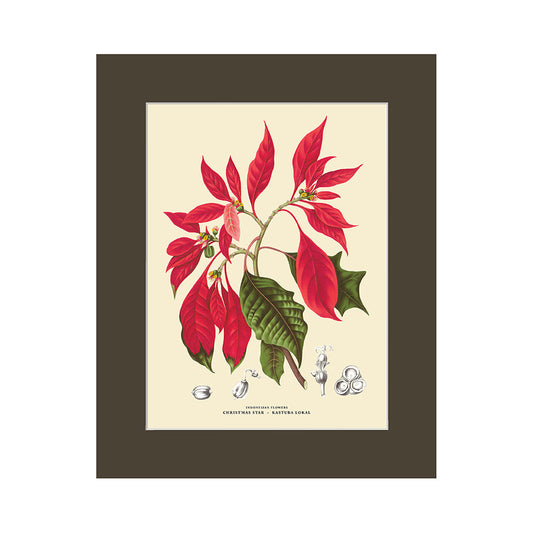 Lumikasa Art PP3 Bunga Kastuba - Christmas Flower