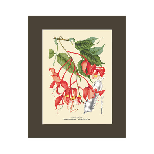 Lumikasa Art PP3 Bunga Anggrek - Orchid