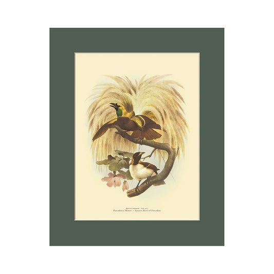 Lumikasa Art PP3 Lesser Bird of Paradise