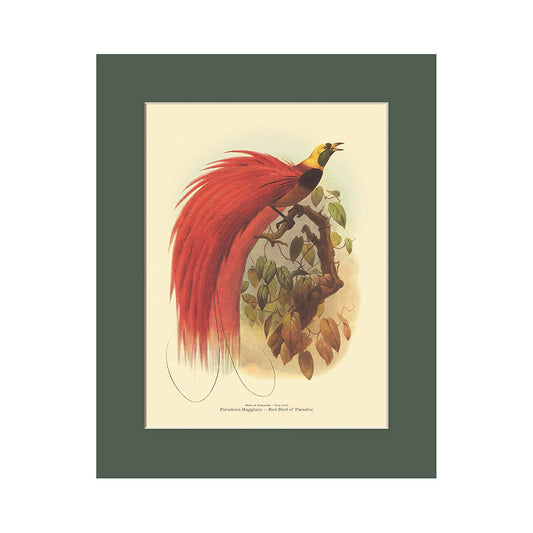 Lumikasa Art PP3 Raggiana Bird of Paradise