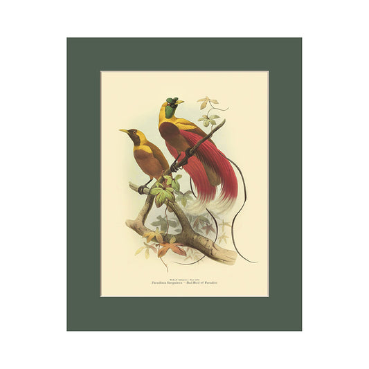 Lumikasa Art PP3 Red Bird of Paradise