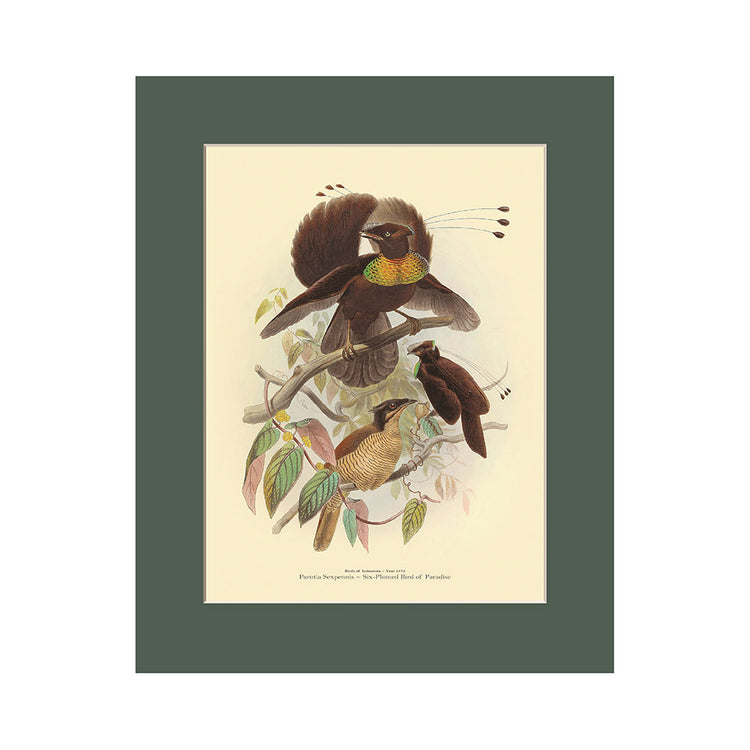 Lumikasa Art PP3 Six Plumed Bird of Paradise