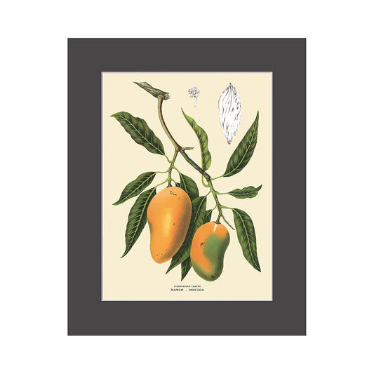 Lumikasa Art PP3 Mangga - Mango