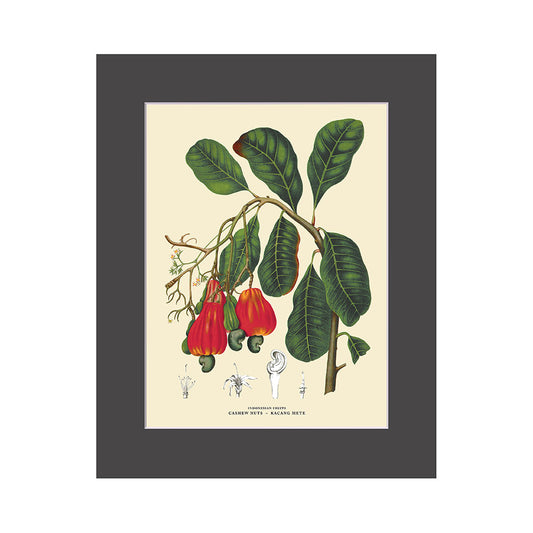 Lumikasa Art PP3 Jambu Mete - Cashew Apple