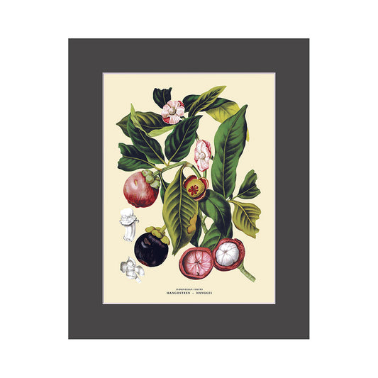 Lumikasa Art PP3 Manggis - Mangosteen