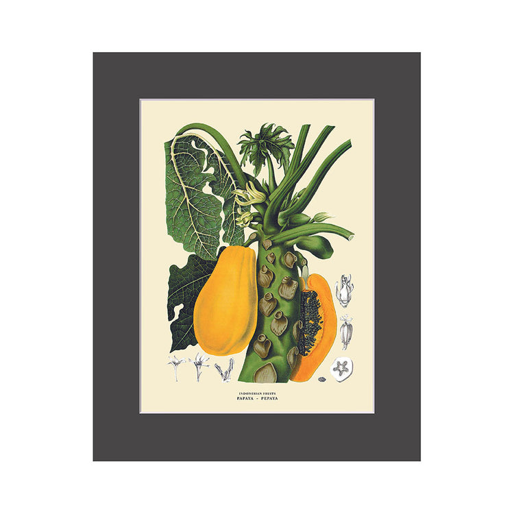 Lumikasa Art PP3 Pepaya - Papaya