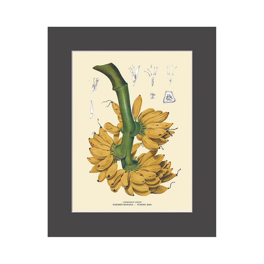 Lumikasa Art PP3 Pisang Mas - Golden Banana