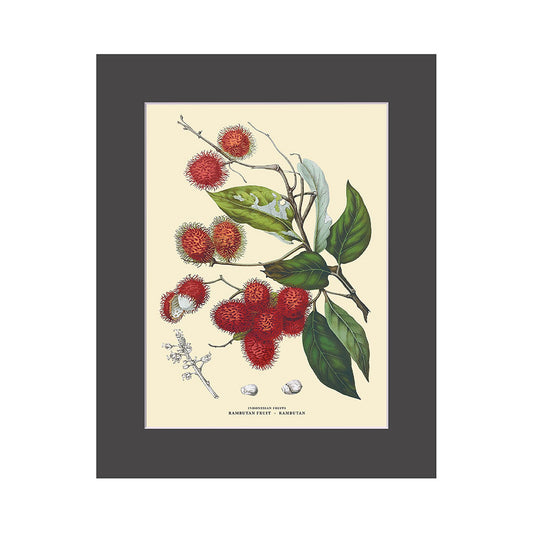 Lumikasa Art PP3 Rambutan - Rambutan Fruit