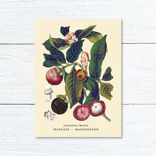 Lumikasa Art Greeting Card Manggis - Mangosteen