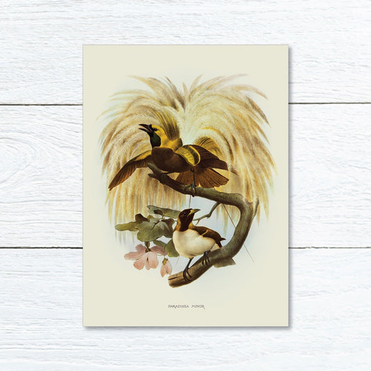 Lumikasa Art Greeting Card Lesser Bird of Paradise