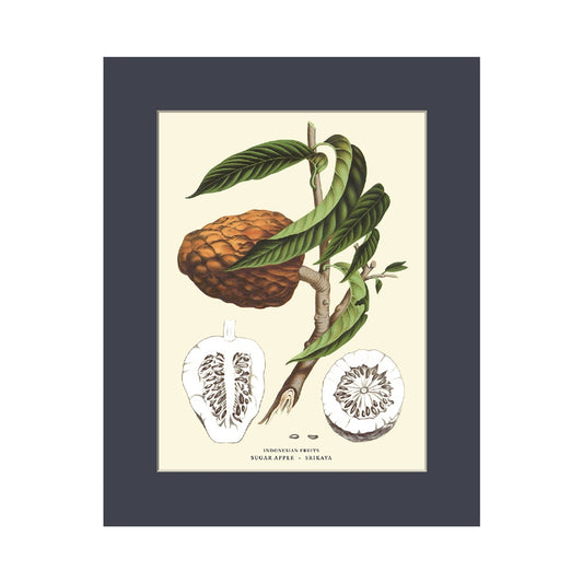 Lumikasa Art Sugar Apple - Srikaya Cardboard Frame