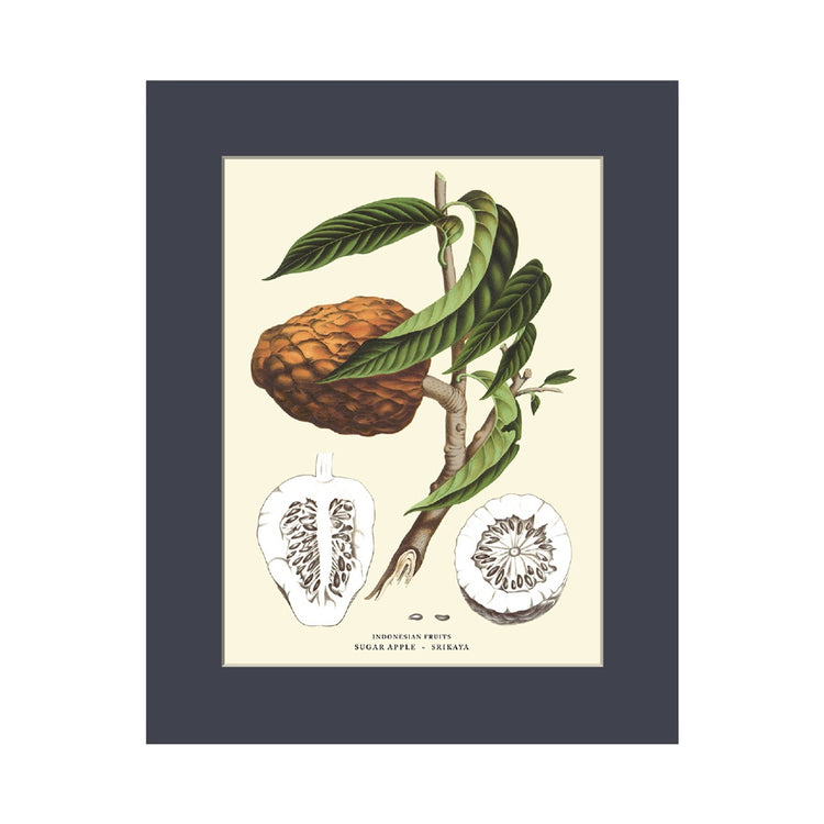 Lumikasa Art Sugar Apple - Srikaya Cardboard Frame