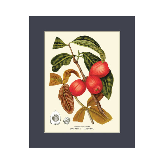 Lumikasa Art Java Apple - Jambu Bol Cradboard Frame
