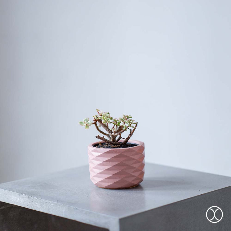 Concreate Acadia Planters Pink
