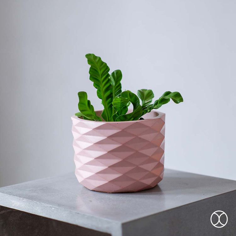 Concreate Acadia Planters Pink