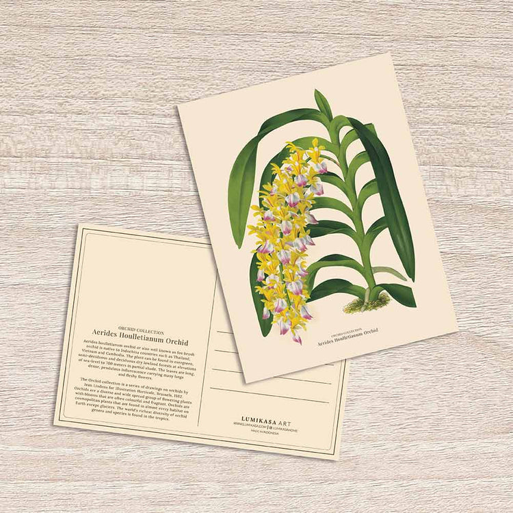 Lumikasa Art Postcard Aerides Houlletianum Orchid