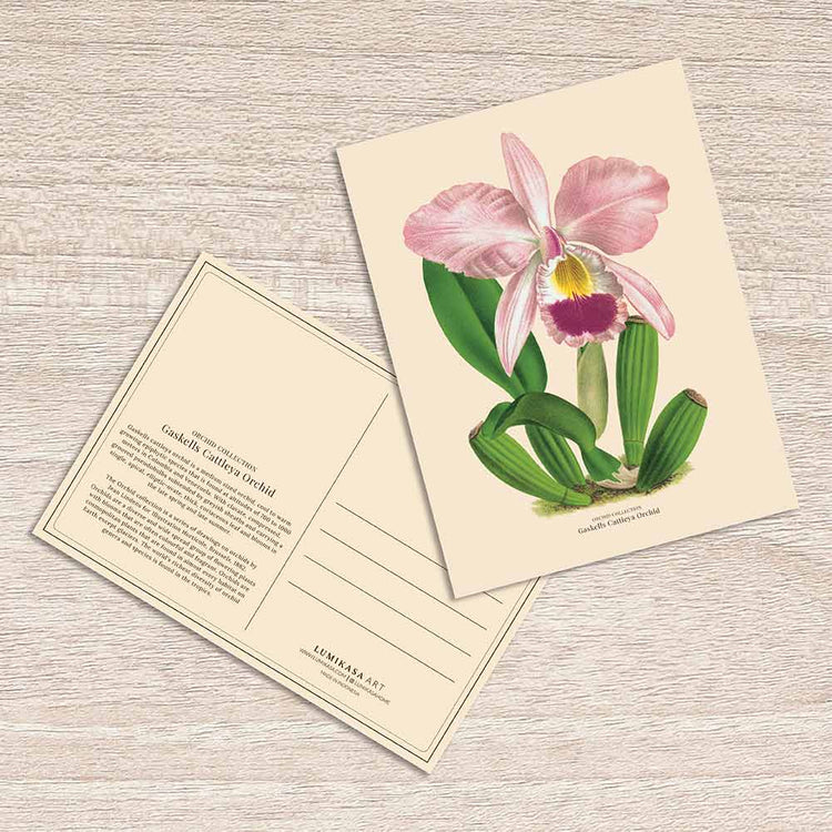 Lumikasa Art Postcard Gaskells Cattleya Orchid