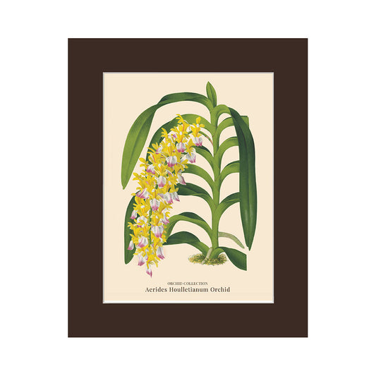 Lumikasa Art PP3 Aerides Houlletianum Orchid