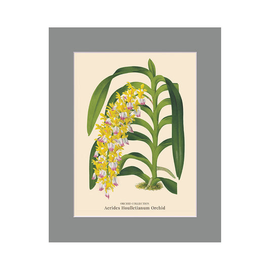 Lumikasa Art PP3 Aerides Houlletianum Orchid