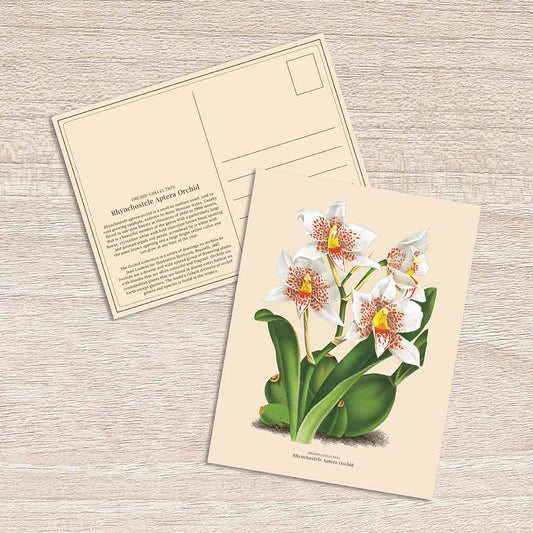 Lumikasa Art Postcard Rhynchostele Aptera Orchid